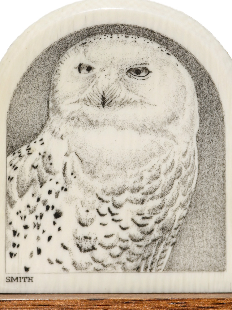 David Smith Scrimshaw - Snowy Owl