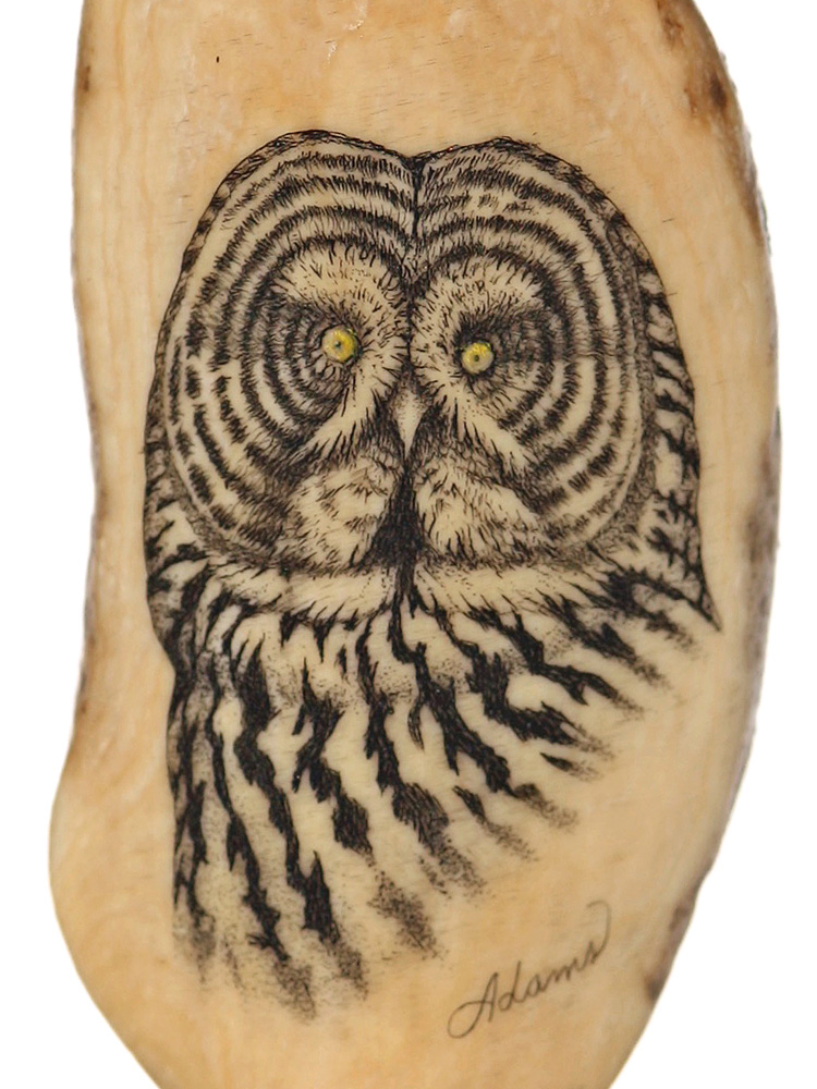David Adams Scrimshaw - Great Grey Owl