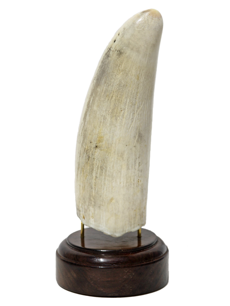 Ware Scrimshaw - Sperm Whale and Ship