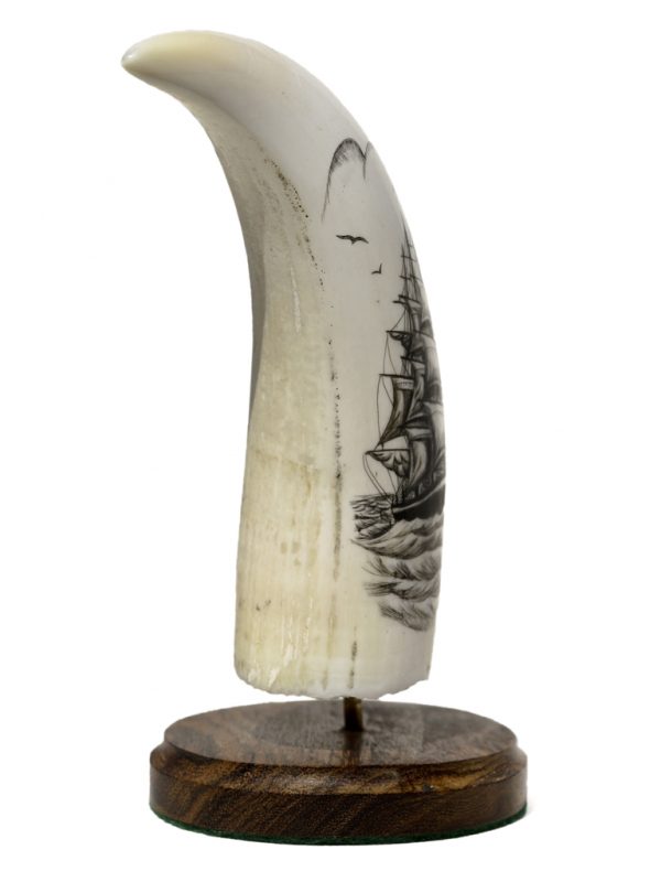 Whale's Tooth Scrimshaw - Clippers Crossing Paths