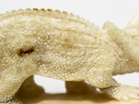 Mother Triceratops with Baby Carving