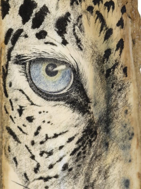 David Smith Scrimshaw - Snow Leopard Closeup