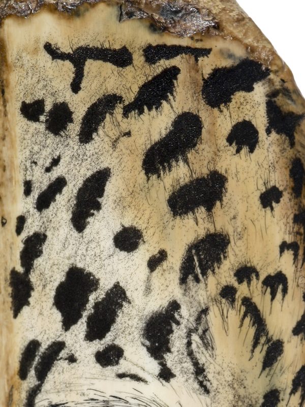 David Smith Scrimshaw - Snow Leopard Closeup