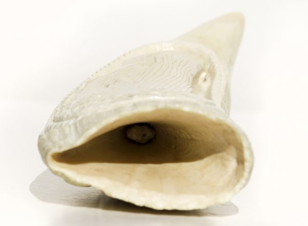 Armando Ramos Whale's Tooth Carving - Humpback Whale