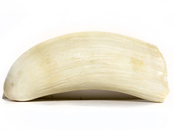 Armando Ramos Whale's Tooth Carving - Polar Bear
