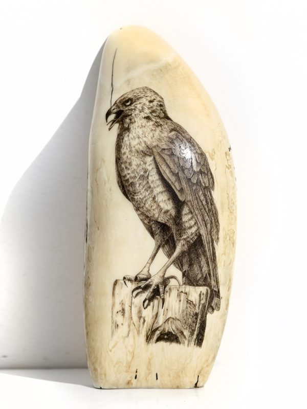 Screaming Falcon - Unknown Artist - Antique Whale's Tooth