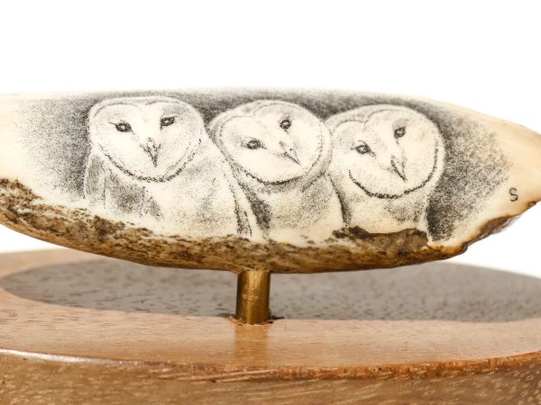 David Smith - Barn Owl Trio Scrimshaw