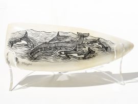 Peter Mayac Scrimshaw - Killer Whale Pod Attacking