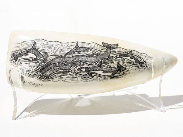 Peter Mayac Scrimshaw - Killer Whale Pod Attacking