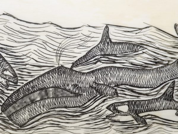 Peter Mayac Scrimshaw - Killer Whale Pod Attacking