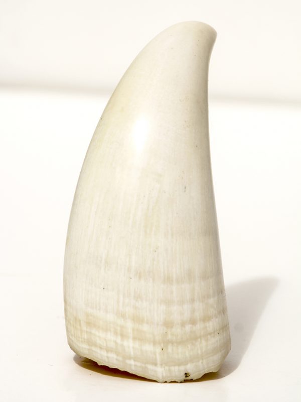 Raw Sperm Whale's Tooth 401g - Scrimshaw Collector