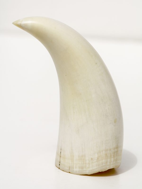 Raw Sperm Whale's Tooth 401g - Scrimshaw Collector