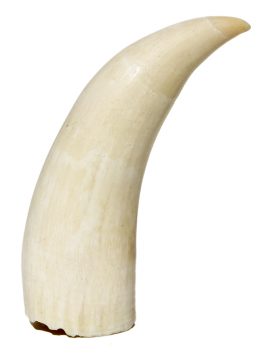 'Raw Whale's Tooth' - 191 grams - Scrimshaw Collector