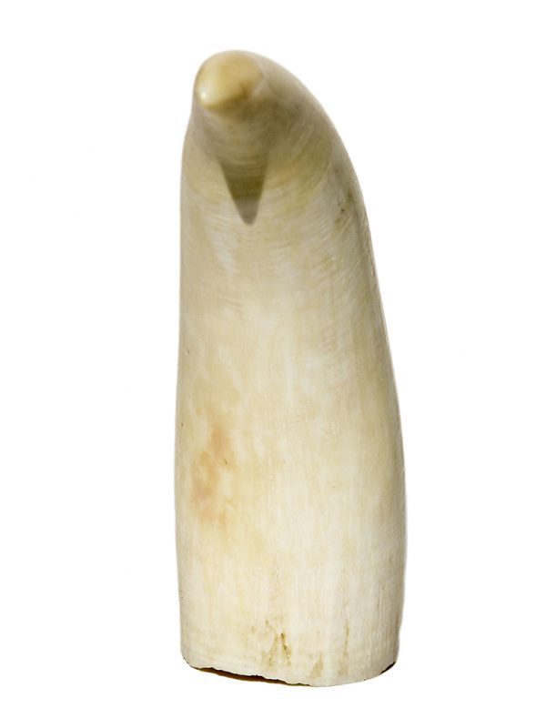 'Raw Whale's Tooth' - 191 grams - Scrimshaw Collector