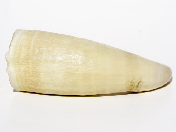 Raw Whale's Tooth - 91g
