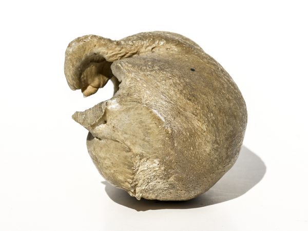 Unknown Origin - Fossil Whale Eardrum