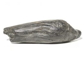 Fossil Whale's Tooth - Rare