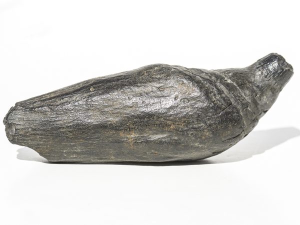 Fossil Whale's Tooth - Rare