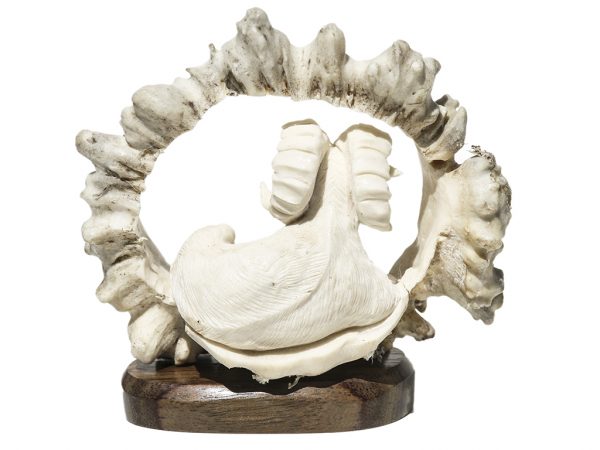 Moose Antler Bighorn Sheep Carving - Scrimshaw Collector