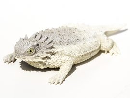 Unknown Carver - Texas Horned Frog - Scrimshaw Collector