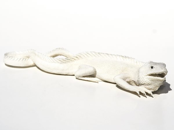 Outstanding Carved Iguana