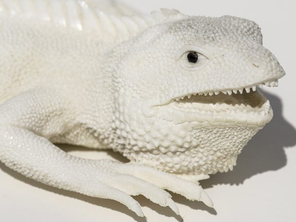 Outstanding Carved Iguana