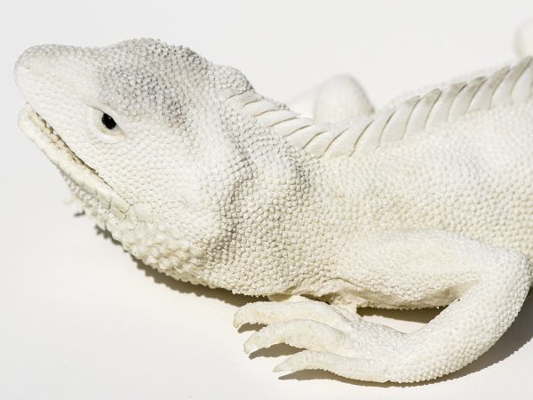 Outstanding Carved Iguana