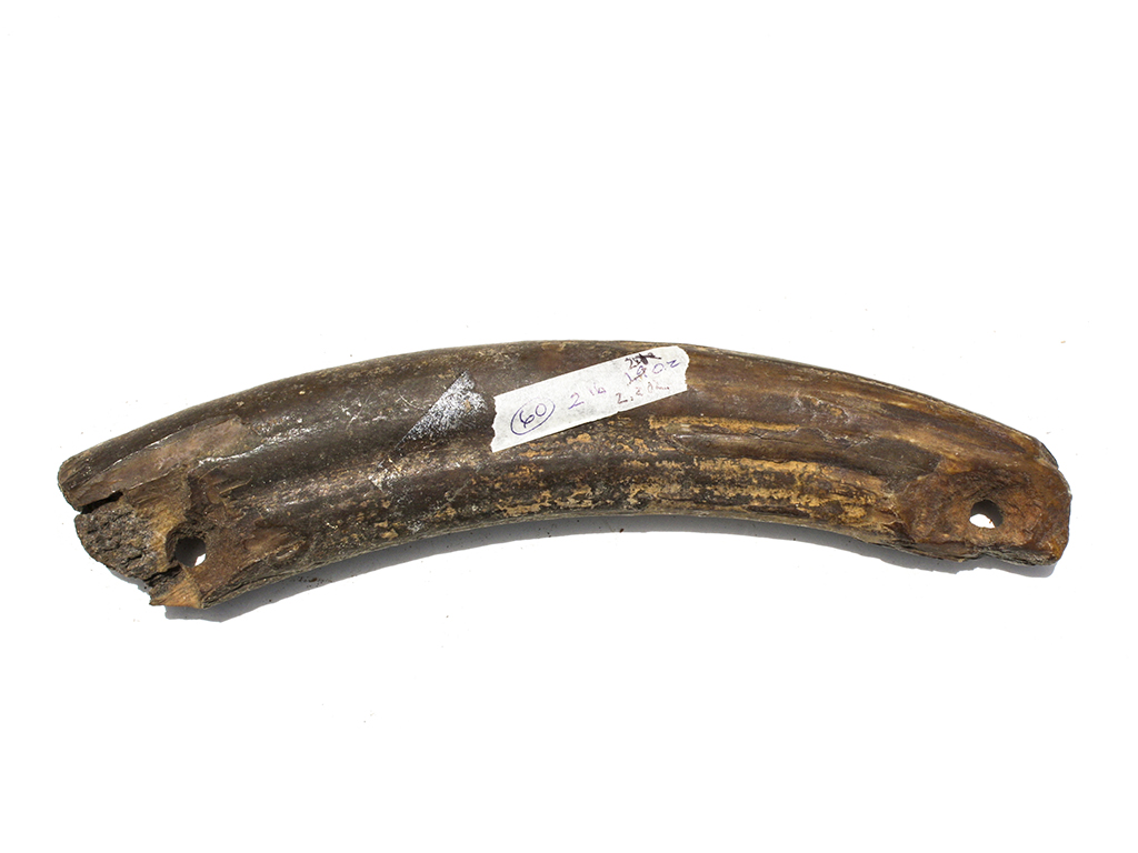 Fossil Walrus Tusk Raw Ivory - Scrimshaw Collector