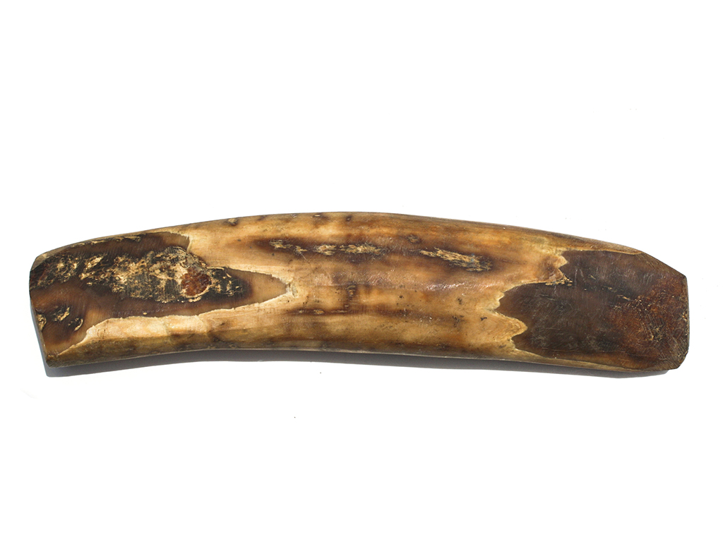 Fossil Walrus Tusk Raw Ivory Scrimshaw Collector
