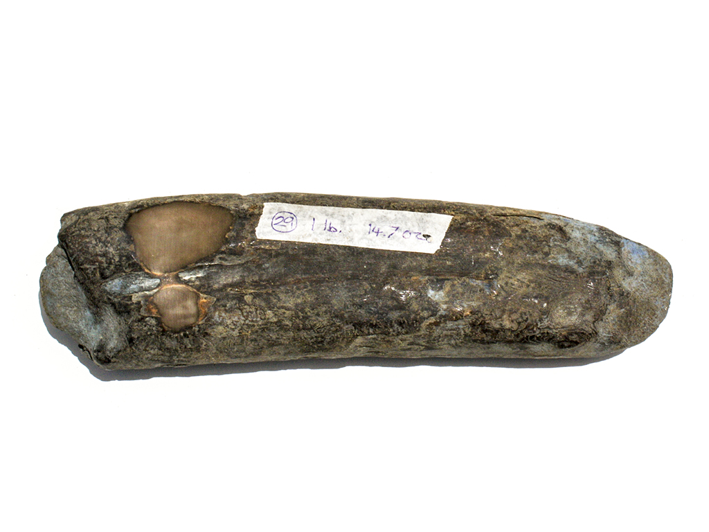 Fossil Walrus Tusk Raw Ivory - Scrimshaw Collector