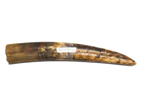 Fossil Walrus Tusk Raw Ivory - Scrimshaw Collector