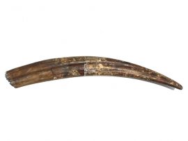 Fossil Walrus Tusk Raw Ivory -Scrimshaw Collector
