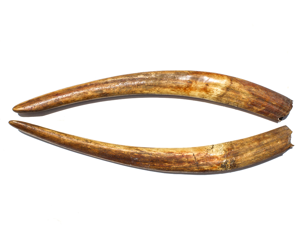 Fossil Walrus Tusk Raw Ivory - Scrimshaw Collector