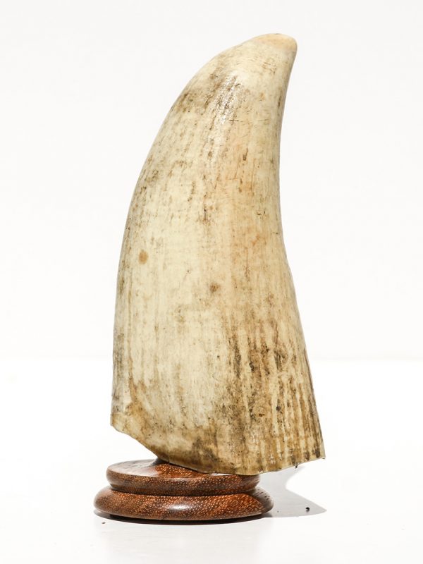 Raw Whale's Tooth Ivory - Scrimshaw Collector