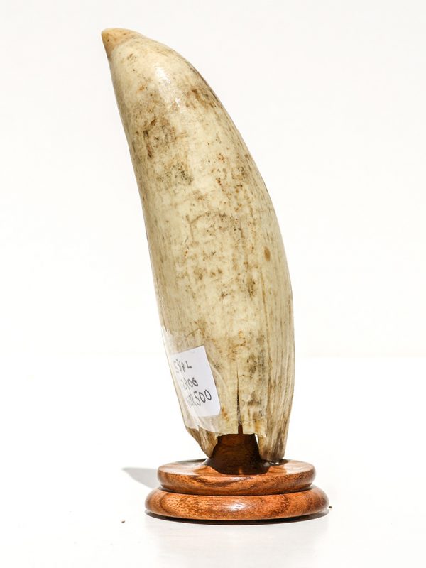 Raw Whale's Tooth Ivory - Scrimshaw Collector