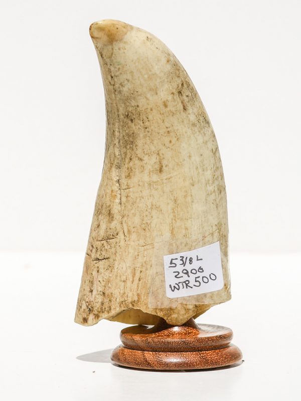 Raw Whale's Tooth Ivory - Scrimshaw Collector