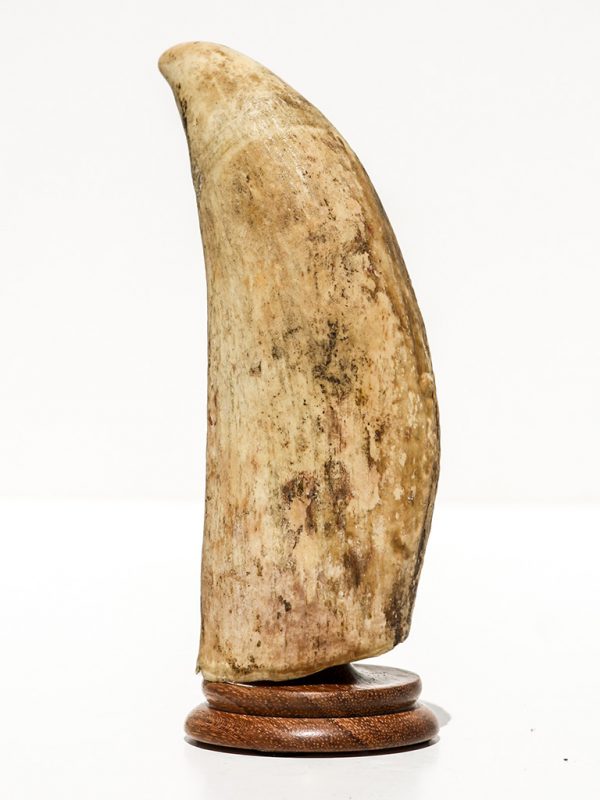 Raw Whale's Tooth Ivory - Scrimshaw Collector