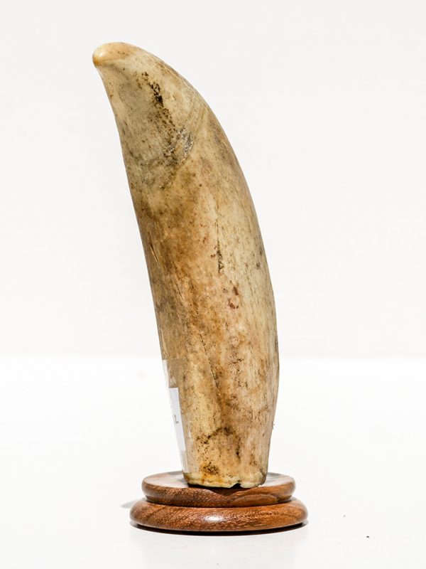 Raw Whale's Tooth Ivory - Scrimshaw Collector