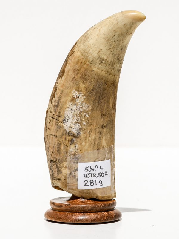 Raw Whale's Tooth Ivory - Scrimshaw Collector