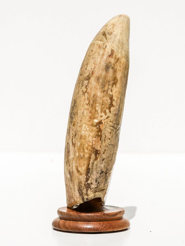 Raw Whale's Tooth Ivory - Scrimshaw Collector