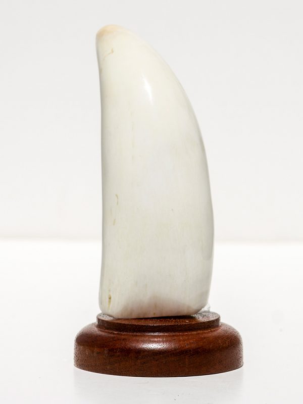 Raw Whale's Tooth Ivory - Scrimshaw Collector