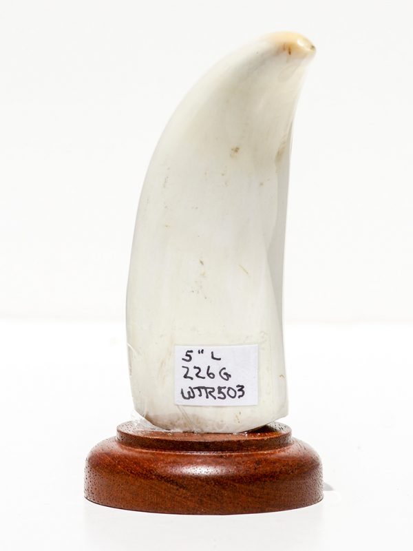 Raw Whale's Tooth Ivory - Scrimshaw Collector