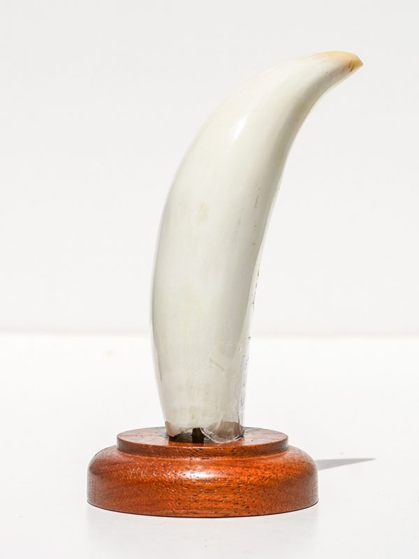 Raw Whale's Tooth Ivory - Scrimshaw Collector