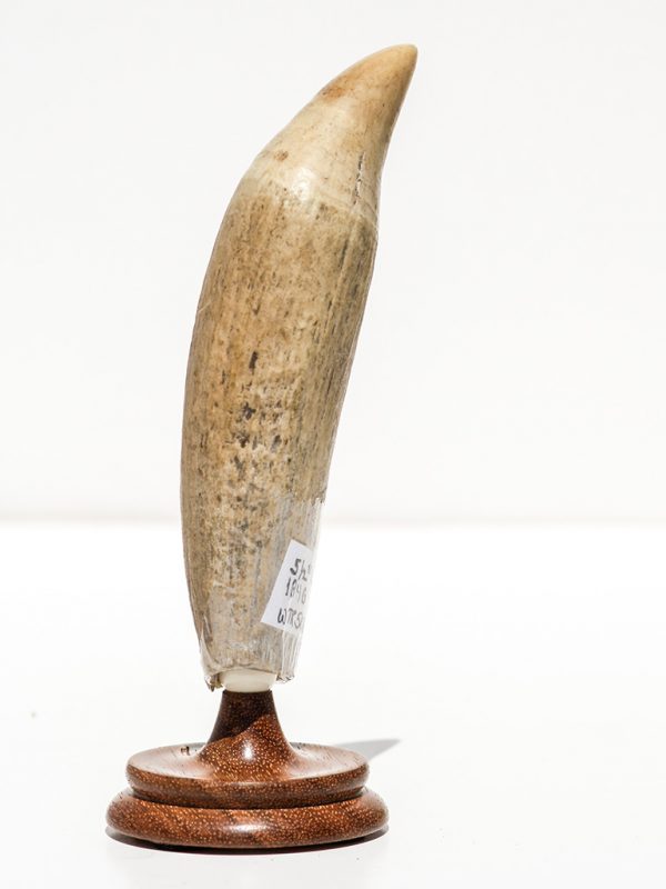 Fossil Walrus Tusk Raw Ivory - Scrimshaw Collector