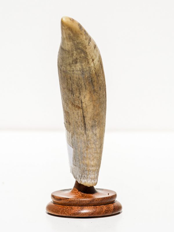 Fossil Walrus Tusk Raw Ivory - Scrimshaw Collector