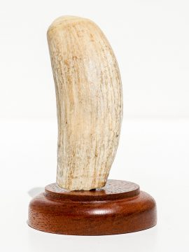 Raw Whale's Tooth Ivory - Scrimshaw Collector