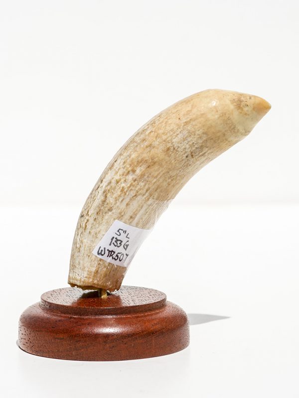 Raw Whale's Tooth Ivory - Scrimshaw Collector