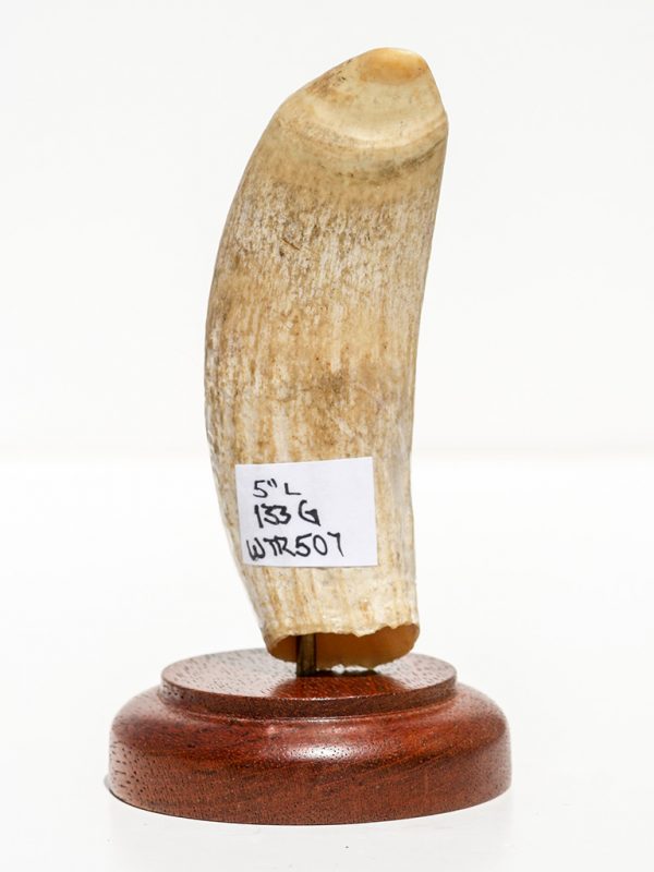 Raw Whale's Tooth Ivory - Scrimshaw Collector