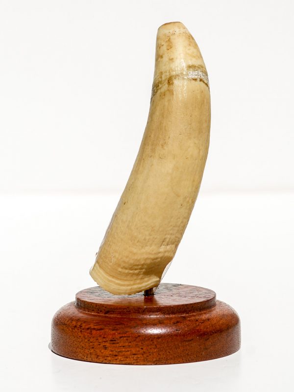 Raw Whale's Tooth Ivory - Scrimshaw Collector