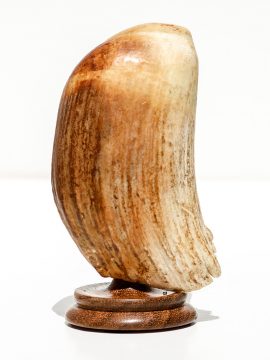 Raw Whale's Tooth Ivory - Scrimshaw Collector